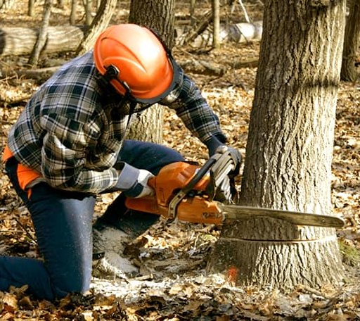 Tree Removal in Sunburg, MN